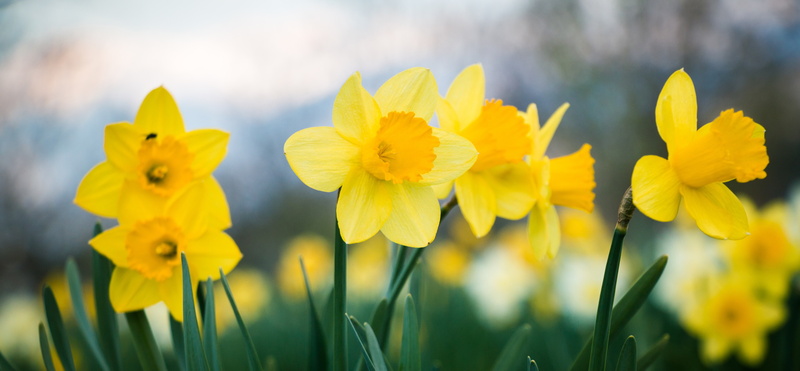 daffodils