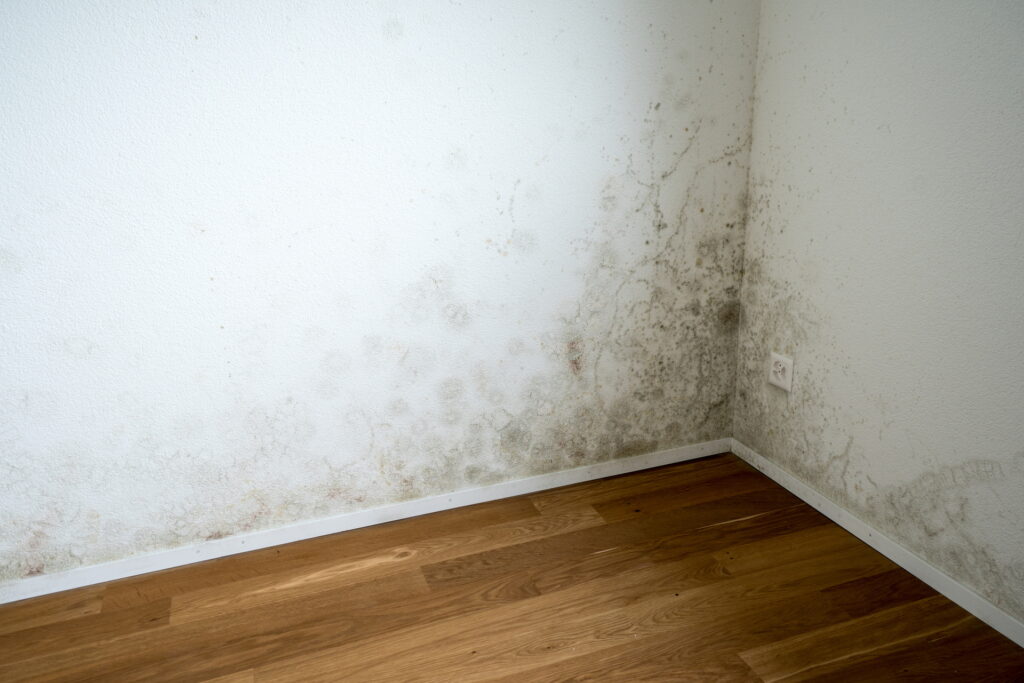 How a Whole House Dehumidifier Can Help Prevent Mold